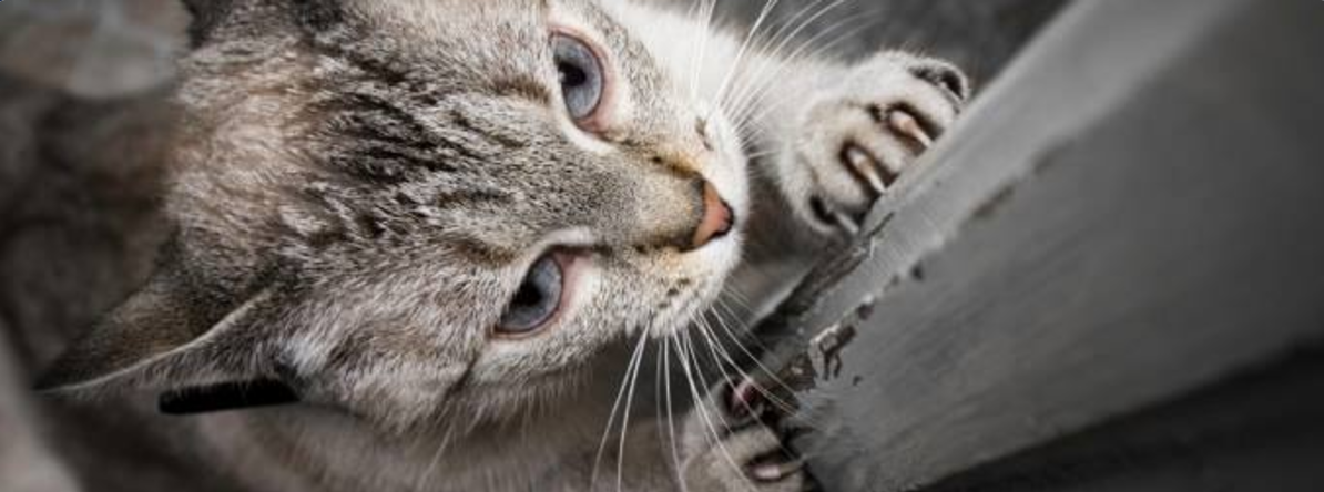 Des phéromones naturelles contre les griffades du chat - Trucs et astuces -  Chat - Santévet
